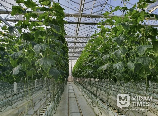 상주시 수경재배 분석 이용 농가수 58% 늘어