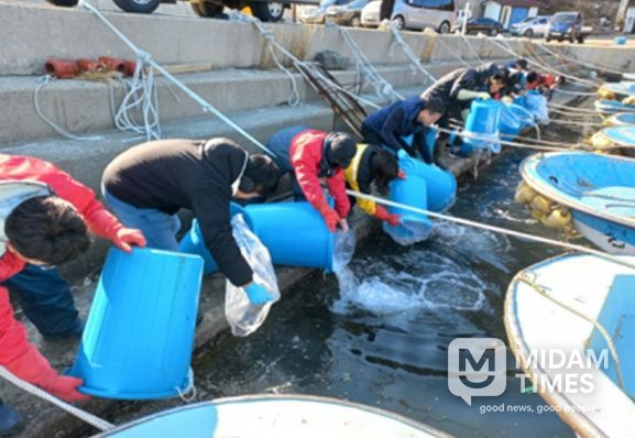 대구 자어방류 광경 (2025년)