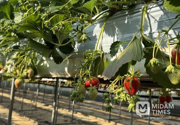 임실군, 딸기 세균모무늬병 분포조사 실시