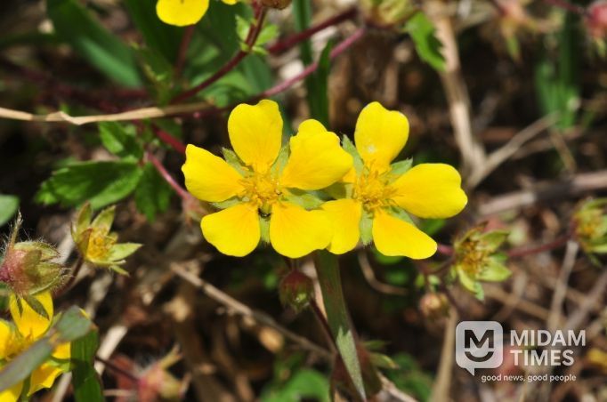 벋음양지꽃(Potentilla rhizoma H.T. Im 2024)