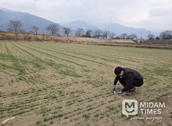 구례군, 맥류 생육재생기 웃거름 시비 당부
