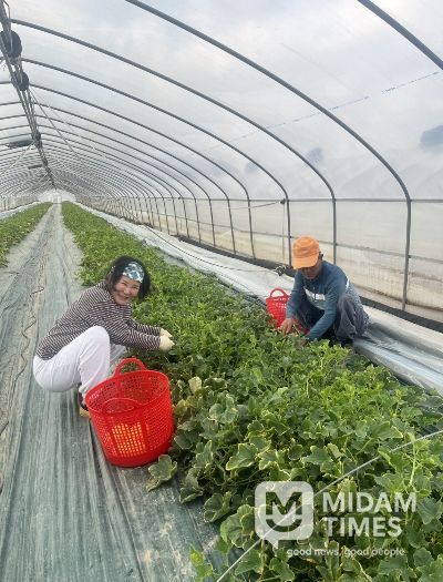 다산참외 첫출하