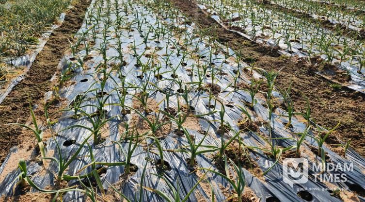 이상기상 대비, 영광군 노지 양파·마늘 집중 지도