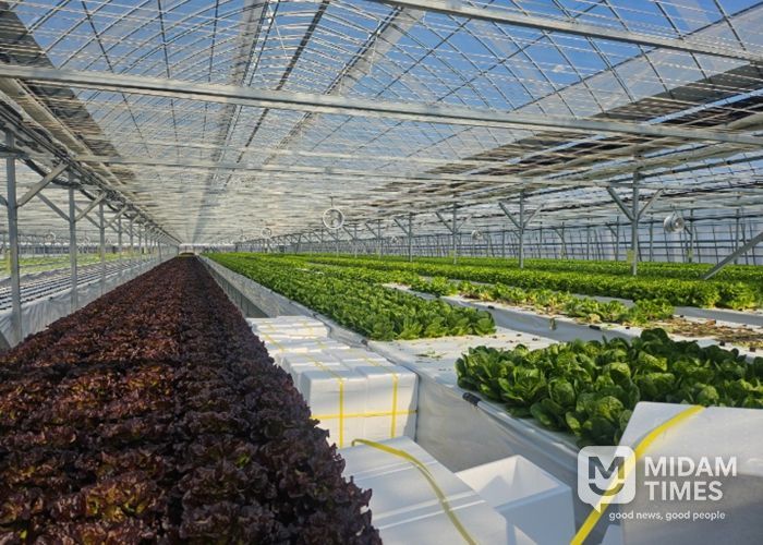 군위군, 기존하우스 활용한 엽채류 재배시험