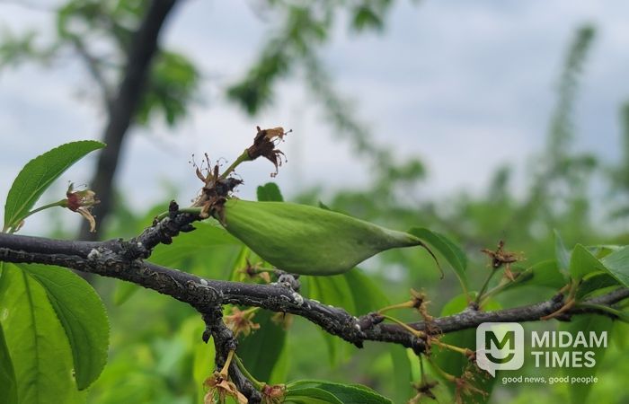 경북도, 친환경 자두 주머니병 방제는 발아기부터 시작