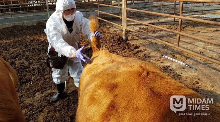 구제역 백신접종 긴급시행(동물정책과)