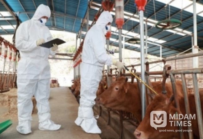 충북도, 소·염소 상반기 구제역백신 일제접종 앞당겨 추진