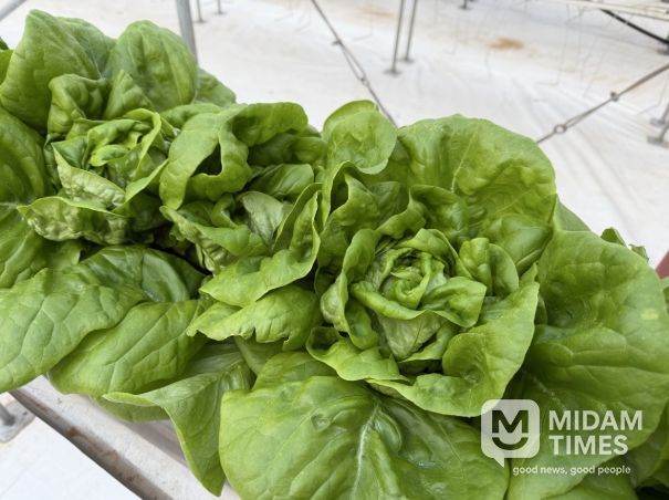 시설원예 스마트하우스 유럽상추 품종(피델)