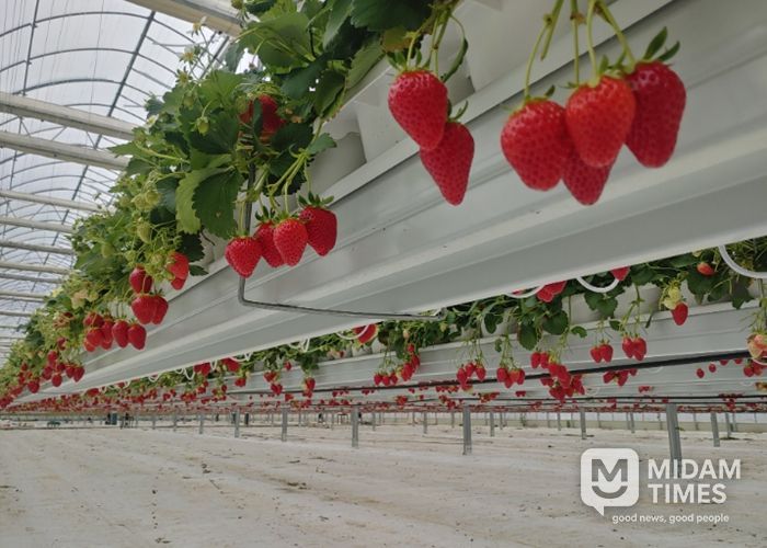 밀양시 스마트팜 혁신밸리에서 재배 중인 밀양딸기