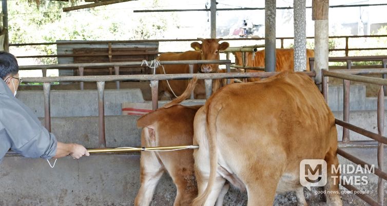 임실군, 소·염소 구제역 백신 일제접종 15일까지 실시