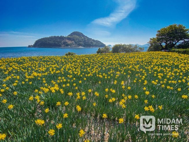 (거제)공곶이수선화