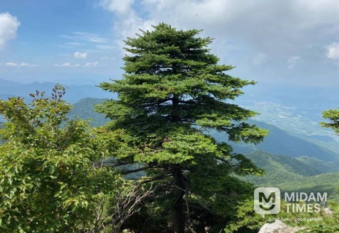 덕유산 가문비나무 현황