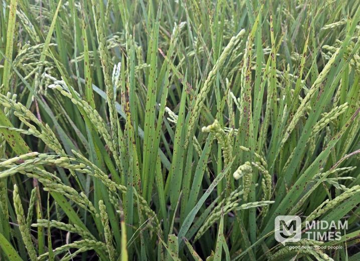 정읍시, 벼 영농철 앞두고 ‘깨씨무늬병’ 주의보…철저한 토양 관리 당부