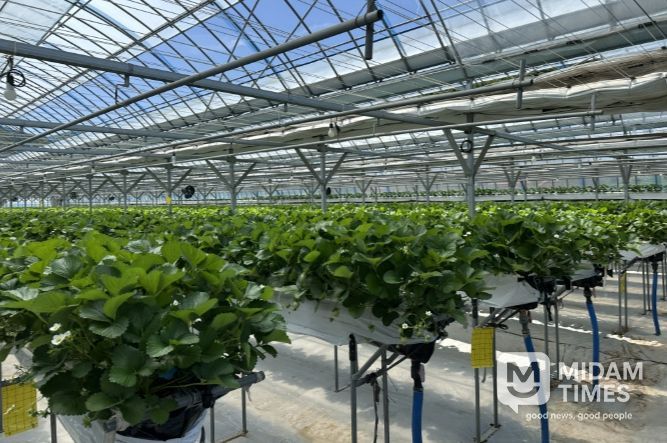 무주 여름딸기 재배