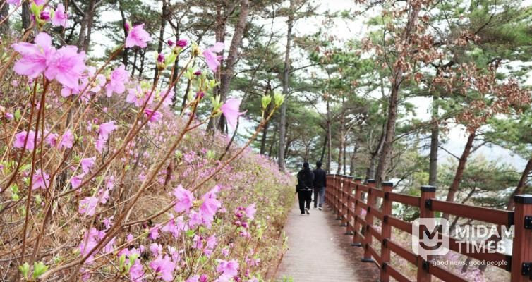 몽골독수리 떠난 길따라 꽃이 피고… 고성군, 봄 관광 시동