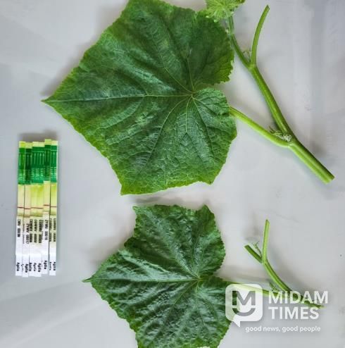 천안시농업기술센터의 원예작물 바이러스 진단키트 모습.