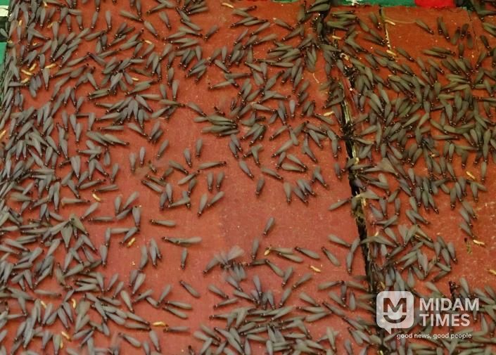 날개 달린 일본흰개미