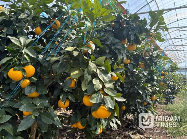 자몽 착과 전경