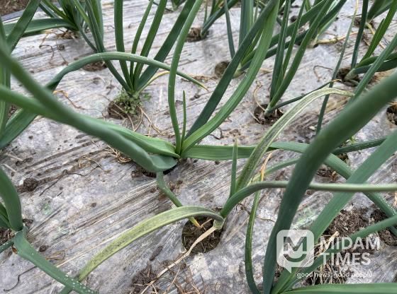 양파 노균병 감염 발생 사진