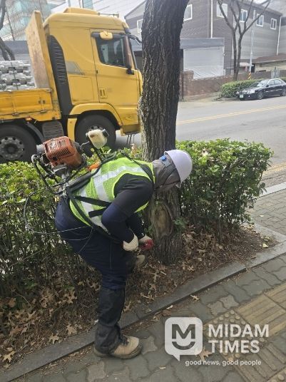 인천 서구, 가로수 병해충 방제 실시... 선제적 대응으로 시민 불편 최소화