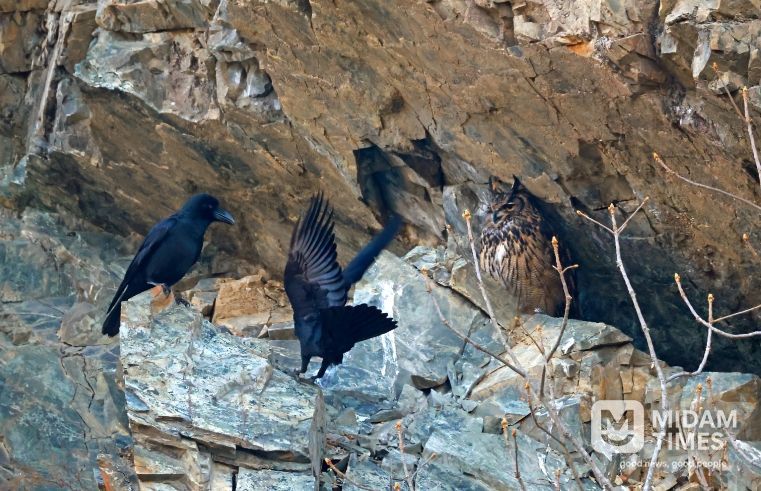 울주군 절개지 암벽서 수리부엉이 4형제 포착