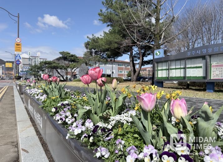 봄맞이 화분 꽃 식재