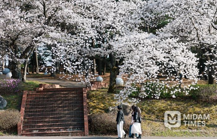 경주 물너울공원 일대에서 시민과 관광객들이 만개한 벚꽃 아래 봄 정취를 즐기며 사진을 촬영하고 있다.