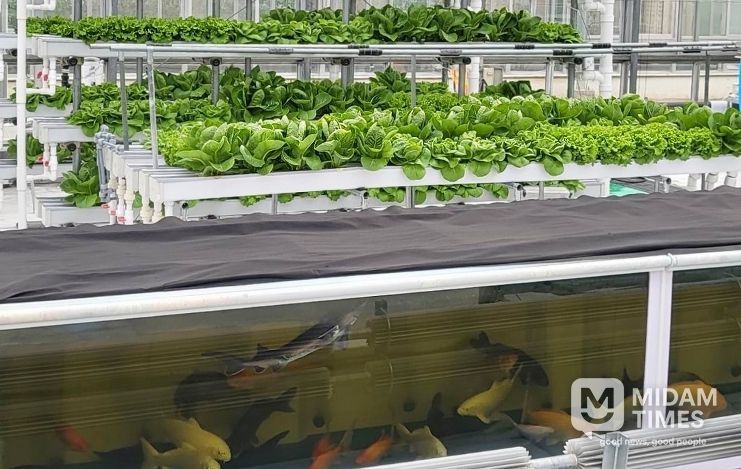 경기도농업기술원, ‘아쿠아포닉스 상추 친환경 관리 매뉴얼’ 발간