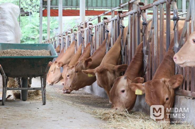 임실군, 축산개량은 10년 대계 우량정액 지원으로 한우 경쟁력 높인다
