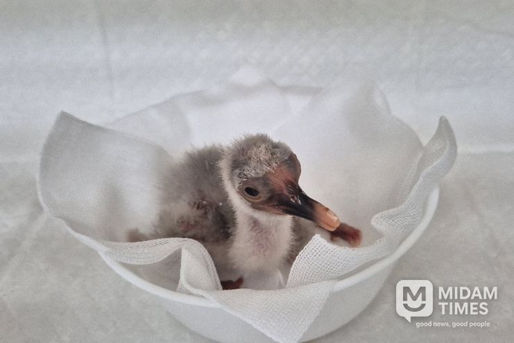 4월 7일 첫 부화한 새끼 따오기