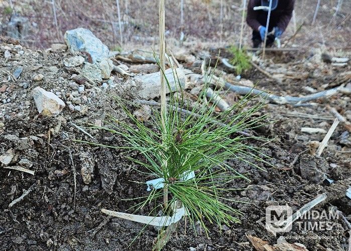 내병성 소나무 현장 식재