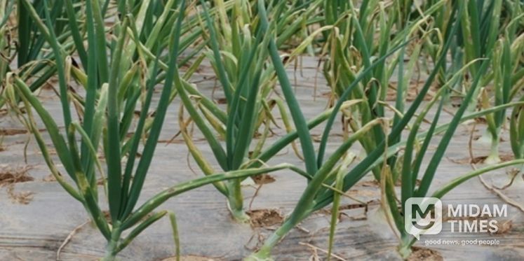 영광군, 양파 노균병 확산 예방 총력 대응