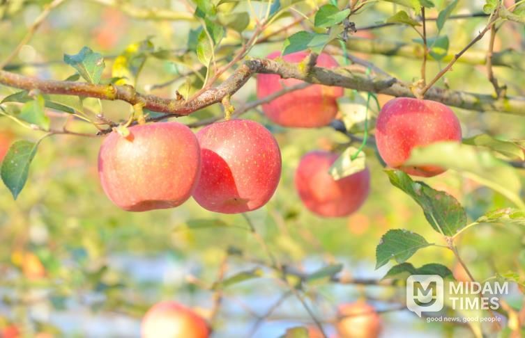 순창군, 과수 화상병 원천 차단 나선다