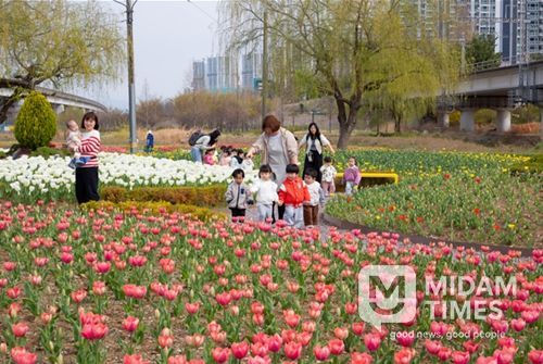 2026년도 튤립 개화 전경