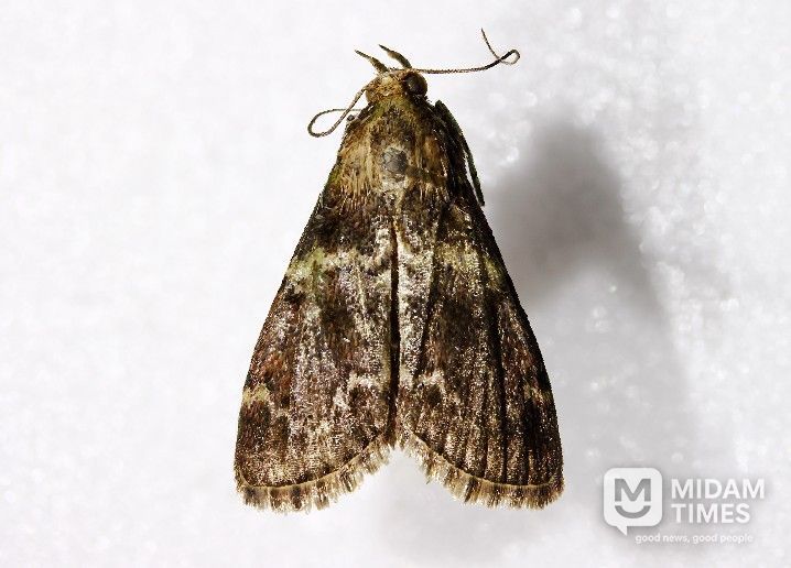 제주집명나방 성충