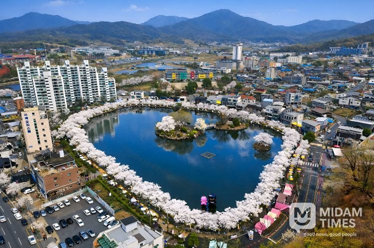 2026 연화지 벚꽃축제