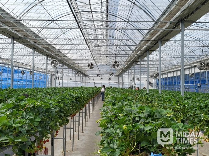 딸기 수확ㆍ케이크 만들기 체험