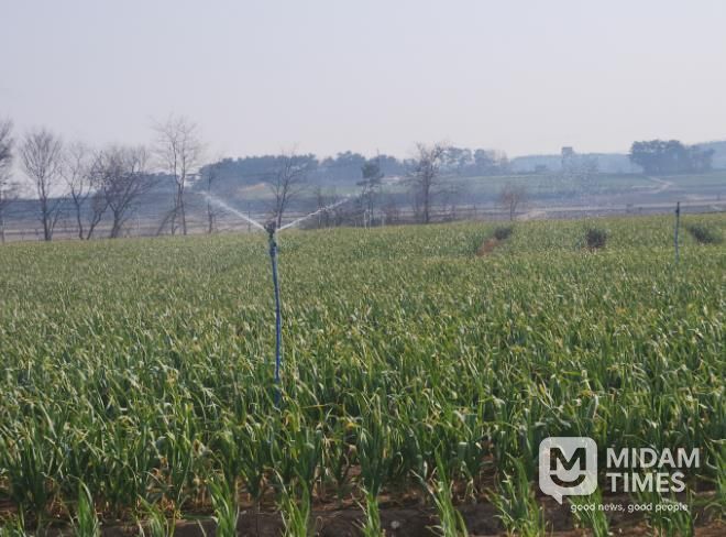 서산시, 마늘 생육기 물관리 및 병해충 방제 강조