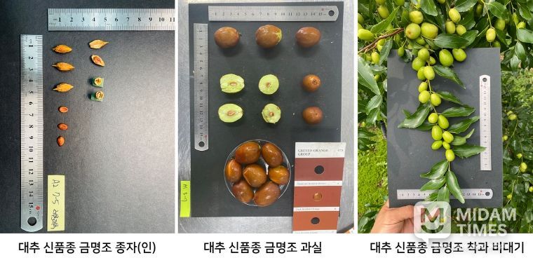 충북농기원, 대추 신품종 ‘금명조’ 개발