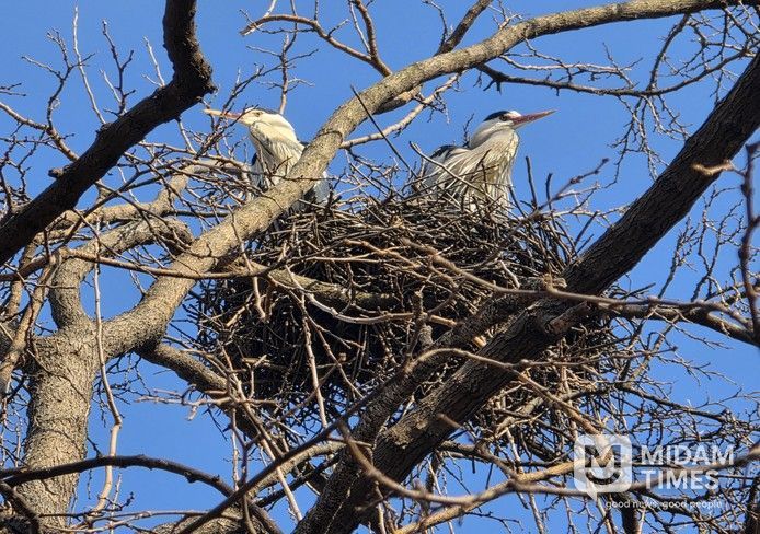 (여의도샛강) 왜가리 포란 장면(촬영일 : 3월 10일)