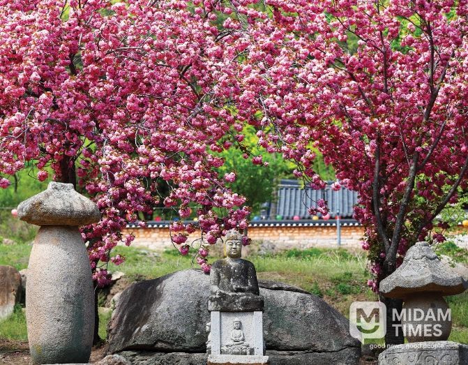 환성사, 겹벚꽃 힐링 0.5 경산 관광