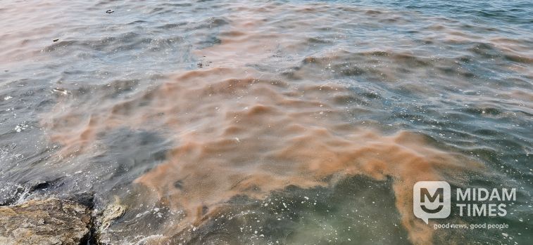 안산 시화나래휴게소 인근 야광충 집적 현황