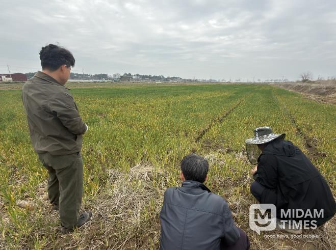부안군, 보리 출수기 붉은곰팡이병 사전 예방 당부