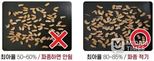벼 최아율 비교 사진