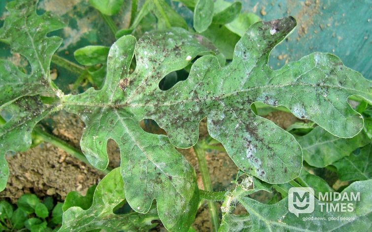 충북농기원, 시설수박 목화진딧물 예찰·적기 방제 당부(목화진닷물 그을음 피해 증상)